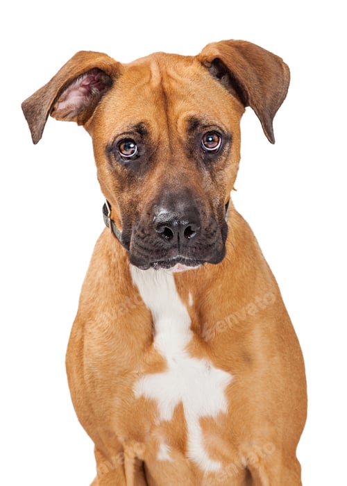 Preview: Large Crossbreed Dog Sad Expression