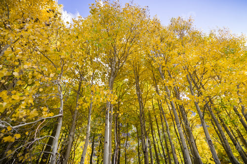 Preview: Grove of aspen trees on a sunny fall day; Eastern Sierra mountains, California