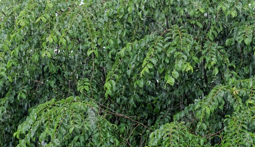Preview: Summertime Rain On Green Branches - Photograph Of A Summertime Rain Against A Background Of Green