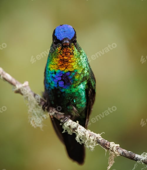 Preview: Hummingbird in Costa Rica