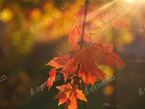 Preview: Autumn is here