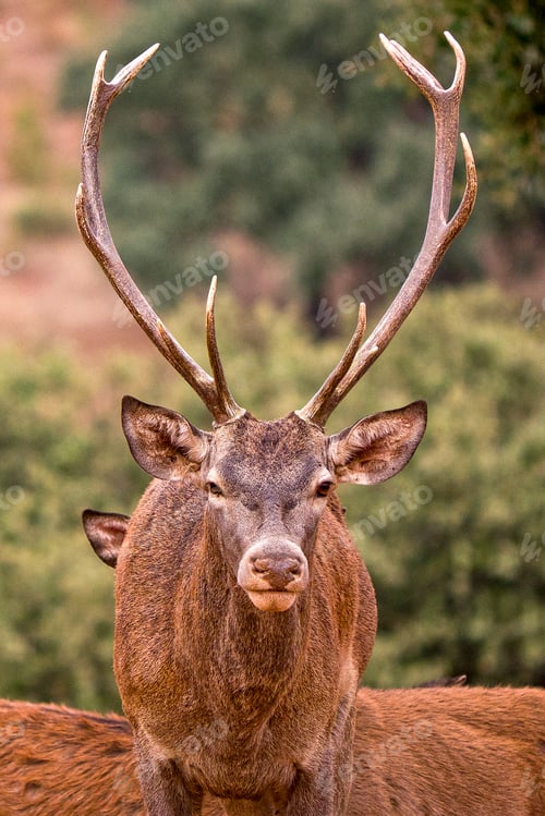 Preview: Red Deer, Monfragüe National Park, Spain