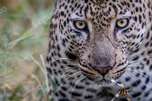 Preview: Leopard starring at the camera.