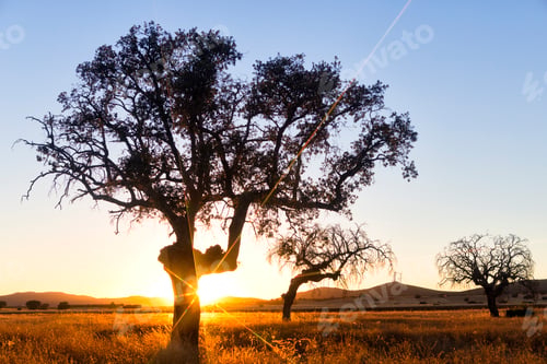 Preview: Sun glowing through tree
