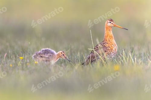 Preview: Black tailed godwit with chick