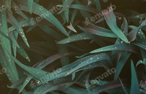 Preview: Close-up shot of dense grassy stems with dew drops. Macro shot of wet grass as