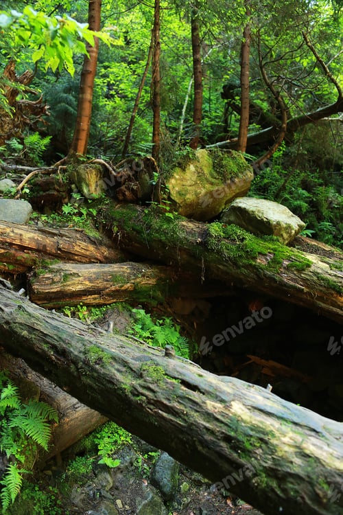 Preview: The moss covered rocks and fallen trees an ancient woodland. fallen trees in the woods covered
