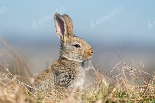 Preview: Rabbit hare while in grass