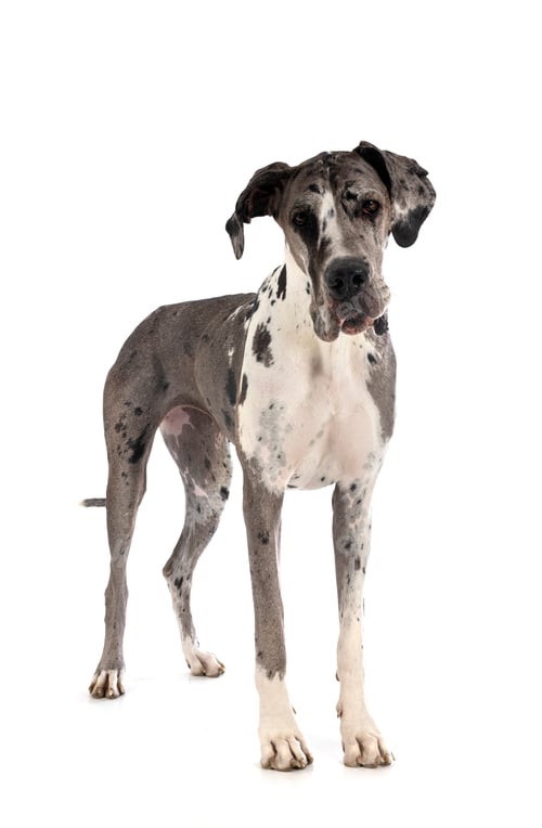 Preview: female great dane