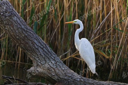 Preview: great white egret
