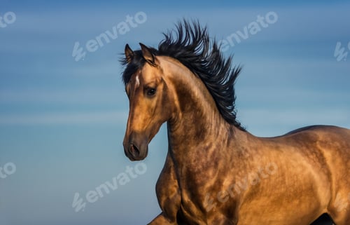 Preview: Portrait of light bay Andalusian horse.