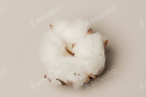 Preview: Dried fluffy cotton flower on a beige background