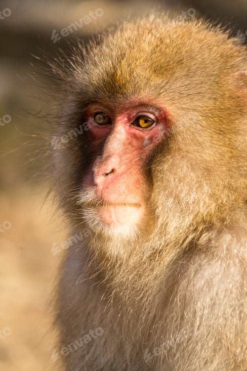 Preview: Snow monkey