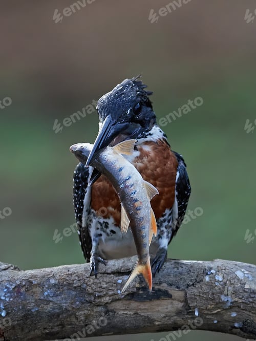 Preview: Giant kingfisher (Megaceryle maxima)