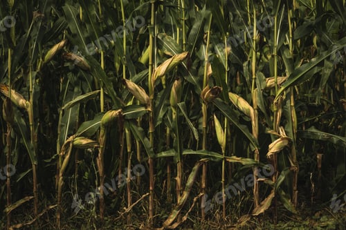 Preview: Ripening corn cobs on a plantation before harvest, agricultural background in late summer