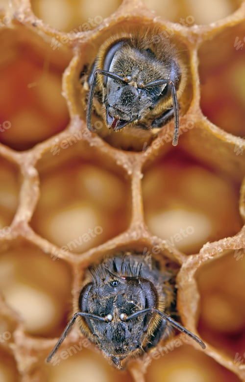 Preview: two yong bees