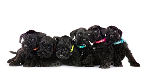 Preview: miniature schnauzers in studio