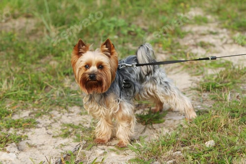 Preview: Cute yorkshire terrier