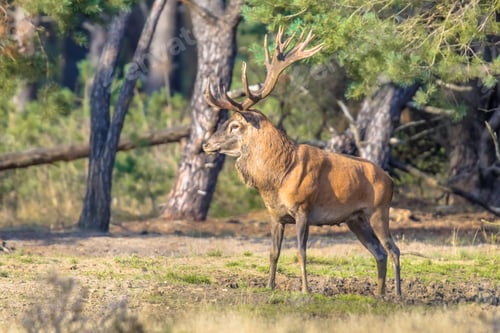 Preview: Red deer rutting season Veluwe