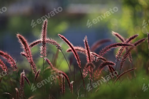 Preview: Beautiful red bristle grass