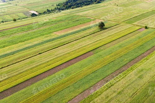 Preview: Aerial view of green agriculture fields in spring with fresh vegetation after seeding season