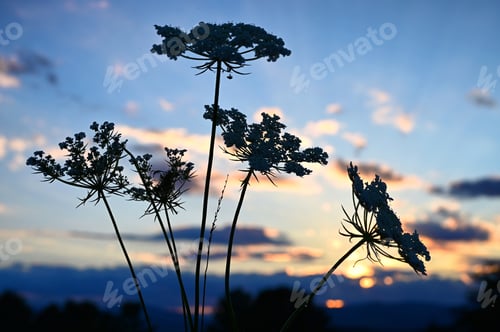 Preview: Summer Sunset