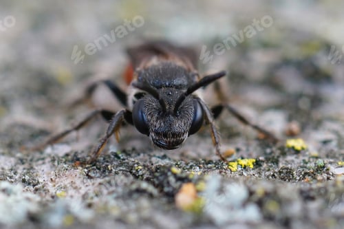 Preview: Frontal closeup on a a beautiful red and hairy blood bee , Sphecodes species on a piece of wood