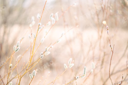 Preview: Branches of fluffy pussy willow in early spring, selective focus