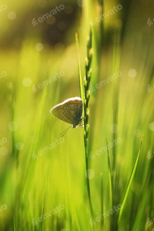 Preview: Butterfly in meadow