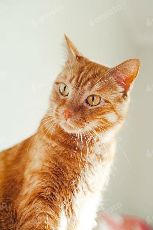 Preview: The muzzle of a ginger cat close-up looks into the frame, selective focus. Concept for veterinary cl