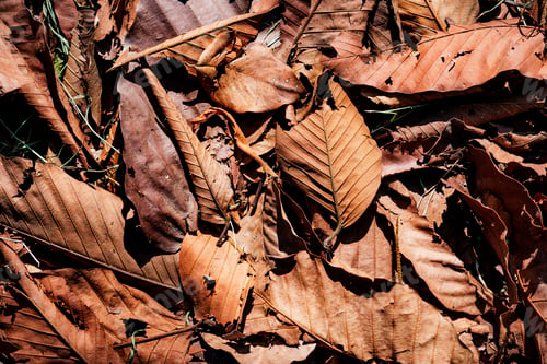 Preview: Closeup of dried leaf in autumn