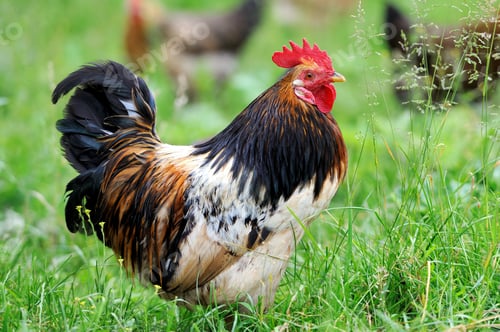 Preview: Rooster