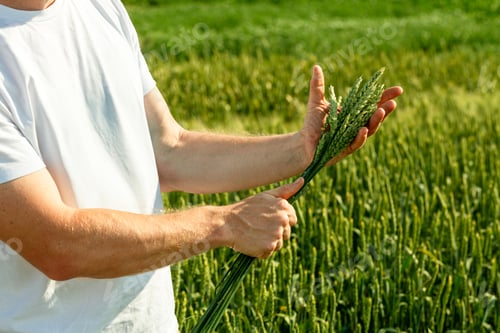 Preview: Farmer in field touching his wheat ears