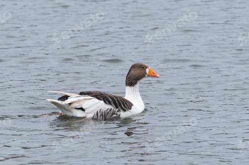 Preview: Goose swims on the lake