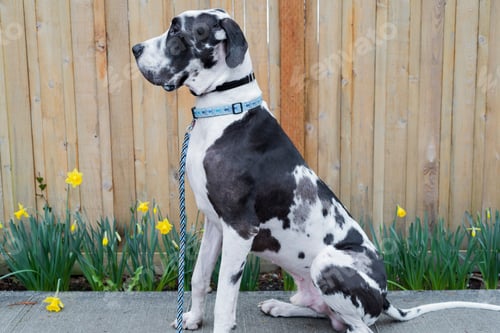 Preview: Profile sitting Harlequin great dane dog taking a break next a fence and flowers while out on a walk
