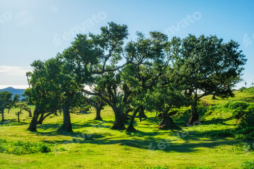 Preview: Fanal forest trees on Madeira island, Portugal