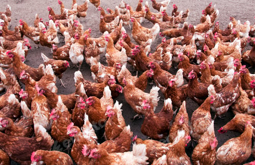Vista previa: chicken background