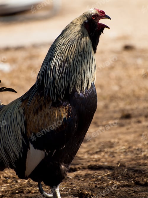 Preview: Chicken