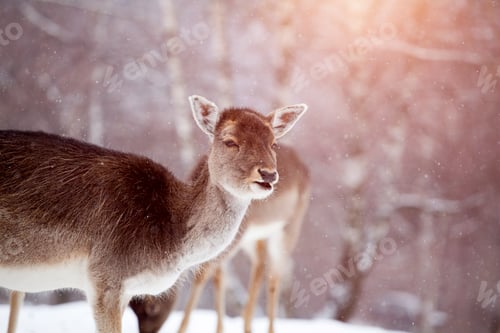 Preview: Deer in wintertime
