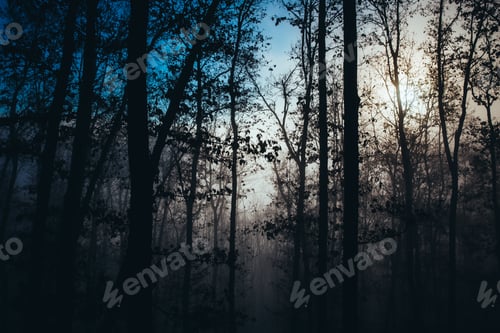Preview: Misty forest with dense fog.