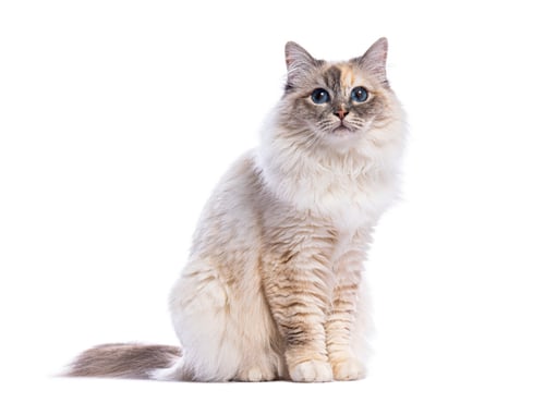 Preview: Birman cat sitting and showing its beautiful blue eyes on white background
