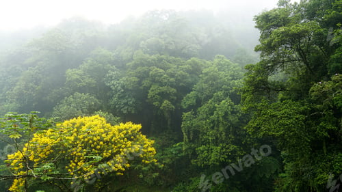 Preview: Atlantic forest, state of Paraná, southern Brazil