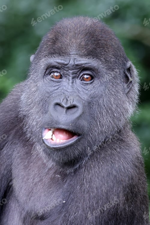 Preview: A young Western Lowland Gorilla
