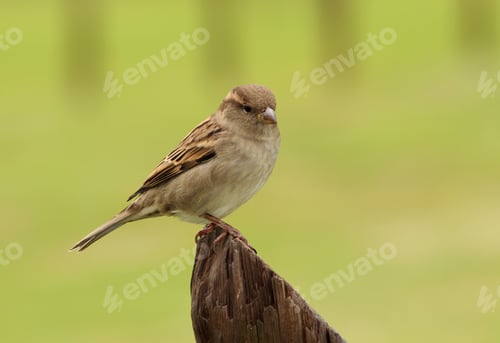 Preview: Little Sparrow with natural background