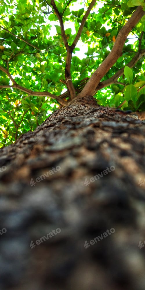 Preview: Tree trunk