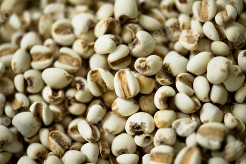 Preview: Closeup of jobs tears seeds product