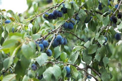 Preview: Ripe plums growing on tree in garden