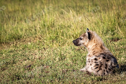 Preview: Hyena Lying in African Grass
