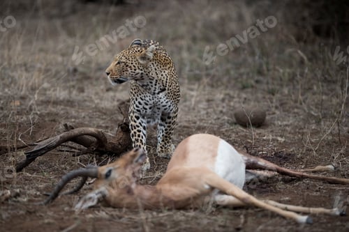 Preview: Selective focus shot of an african leopard with a dead impala antelope