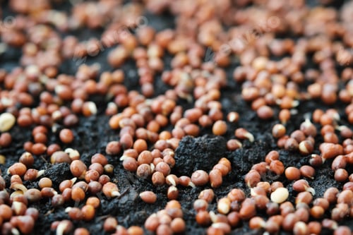 Preview: Close-up of sprouting broccoli seeds. Growing microgreens at home. Selective focus.